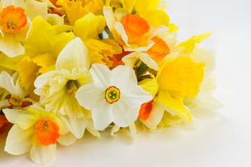 Fresh spring Light and dark yellow daffodils flowers close up on white background