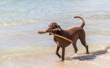 Cachorro na praia brincado com madeira.