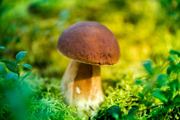 Picking mushrooms and cranberries in forest in early autumn. Last sunny summer days. Mushrooms and berries are growing in warm green, thick, wet moss layer. Perfect weather for outdoor activities.