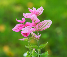 Fototapeta premium Pink salvia blooming on green background