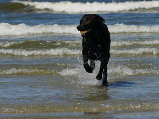 schwarzer Hund, der mit einem Ball spielt, am Strand von Norderney, Deutschland