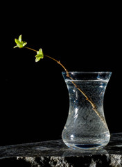 Lilac twigs with young leaves and buds standing in a glass. Black contrasting background.