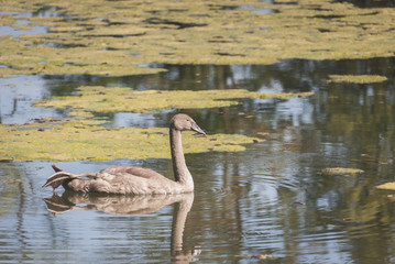 Jeune cygne, réserve naturelle de la petite Camargue Alsacienne