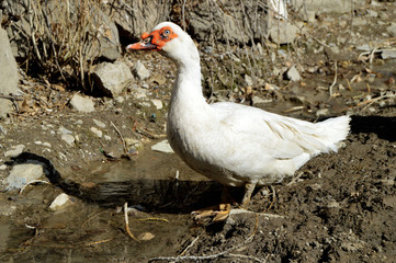 Domestic duck,domestic white ducks, naturally fed ducks
