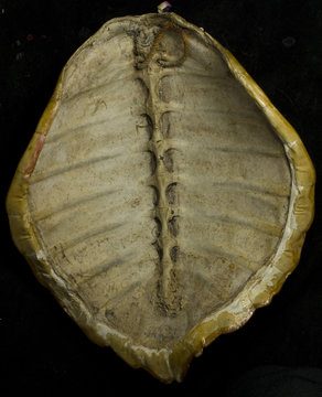 Backbone Inside Turtle Shell