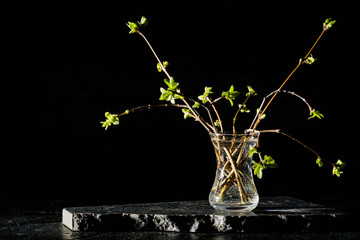 Lilac twigs with young leaves and buds standing in a glass. Black contrasting background.