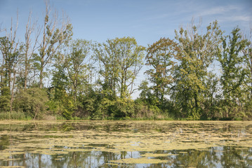 Milieurs humides, Réserve naturelle de la petite Camargue Alsacienne
