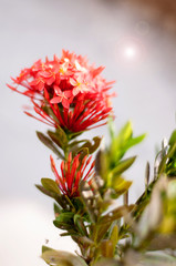 red spike flower