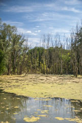 Réserve naturelle de la petite Camargue Alsacienne, Saint-Louis