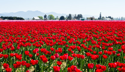 Tulip fields during Skagit Valley Tulip Festival in Washington state, USA