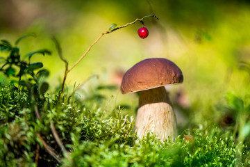 Picking mushrooms and cranberries in forest in early autumn. Last sunny summer days. Mushrooms and...