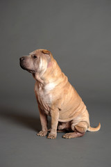 Chinese Shar Pei dog