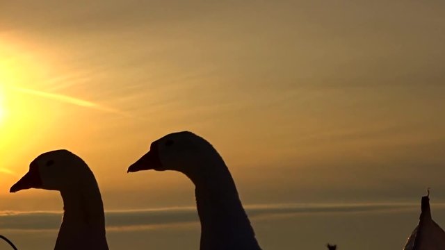 geese and sunset