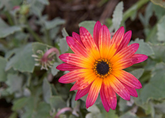 Single bloom, Gazania Rigens Rare Sun Flower Bonsai Plant, native to Africa. Vibrant magenta and yellow orange.