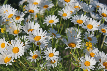 Fototapeta premium daisy flowers background
