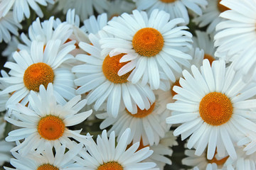 daisy flowers background