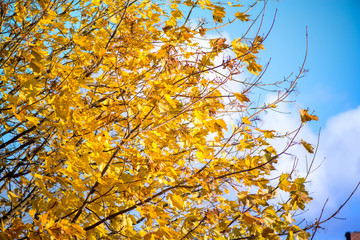 Golden autumn. Maple tree full of brightly yellow autumn leaves, in the middle of fall. Perfect time for outdoor activities. Sunny day, great mood, motivation booster, warmth, positive emotions, smile