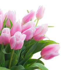 bunch of fresh pink tulips close up isolated on white background
