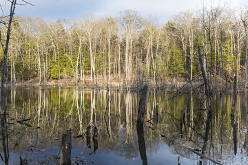 Old Beaver Pond Brightly Lit