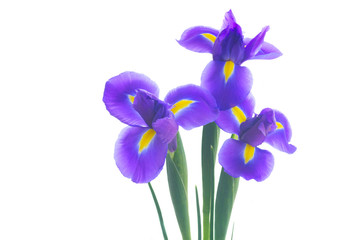 Three blue iris flowers isolated on white background