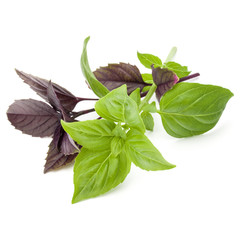 Close up studio shot of fresh green and red basil herb leaves mix isolated on white background....