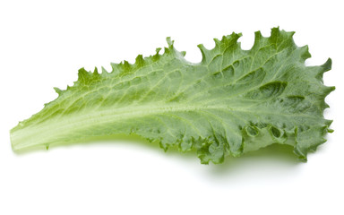 Close up studio shot of fresh green endive salad leaf isolated on white background.