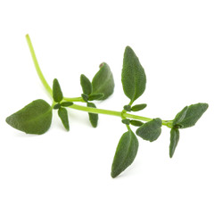 Thyme fresh herb isolated on white background