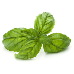 Close up studio shot of fresh green basil herb leaves isolated on white background. Sweet Genovese basil.