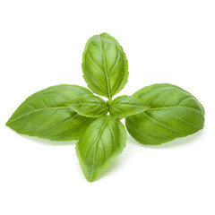 Close up studio shot of fresh green basil herb leaves isolated on white background. Sweet Genovese...