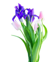 Blue irises and pik tulips isolated on white background