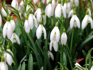 Schneegl&ouml;ckchenbl&uuml;ten