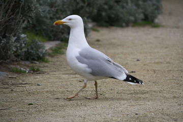 Mouette