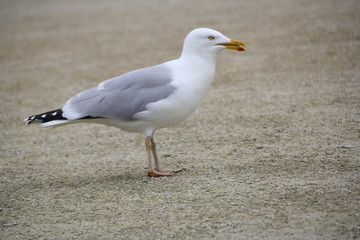 Mouette