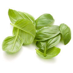Sweet basil herb leaves handful isolated on white background closeup