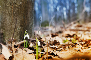 Snowdrop spring flower in forest. Close up macro.