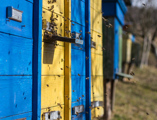 The first spring after wintering bees flying around