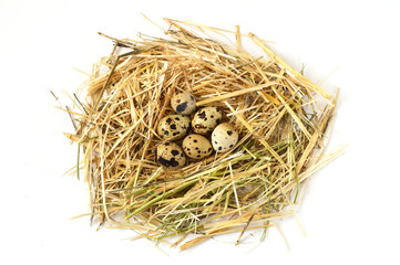 Herbs and plants in the quail's egg, bird's nest and eggs, pictures of eggs in the quail's nest
