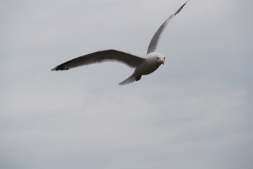 Mouette
