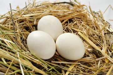pictures of the chicken eggs in the most beautiful white ground, Herbs and plants in the chicken eggs, chicken nest and eggs, 
