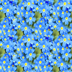 Fototapeta premium Blossom primula background. Floral spring primrose. Seamless texture of flowers. Seamless floral pattern. Closeup of blooming spring flowers