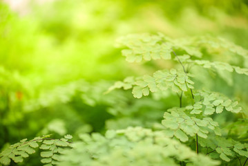 Fototapeta na wymiar beautiful green leaves, nature background