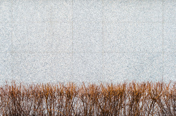 Bushes without leaves against gray granite wall. Outdoor background