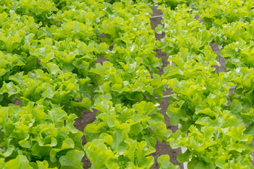 lettuce cultivation on hydroponic system with water and fertilizer in irrgation.