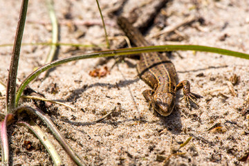 Macro shot of a lizard


