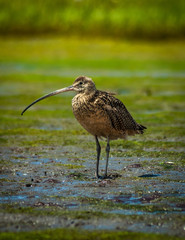 Long-billed curlew (Numenius americanus) foraging Newport Back Bay California