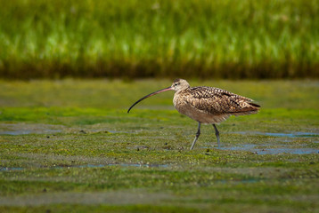 Long-billed curlew (Numenius americanus) foraging Newport Back Bay California