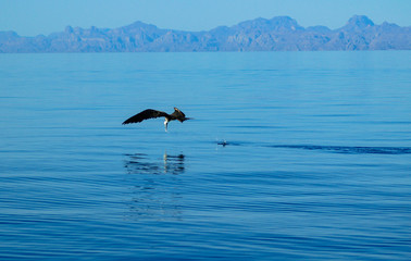 Great Frigate Bird Fishing on the surface of the calm waters of the Sea of Cortez Baja Mexico