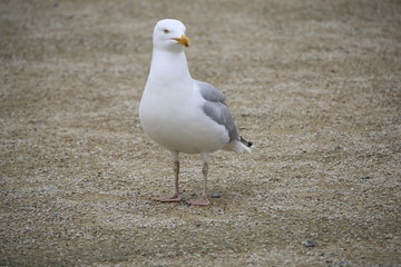 mouette