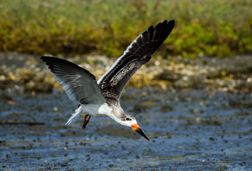 Female Black Skimmer ( Rynchops niger) drinks water in Newport Back Bay Ecological Preserve