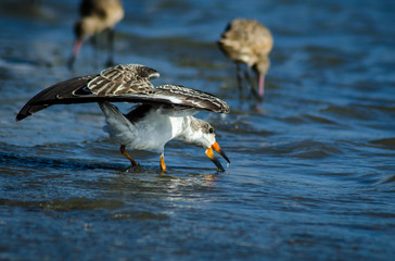 Female Black Skimmer ( Rynchops niger) drinks water in Newport Back Bay Ecological Preserve